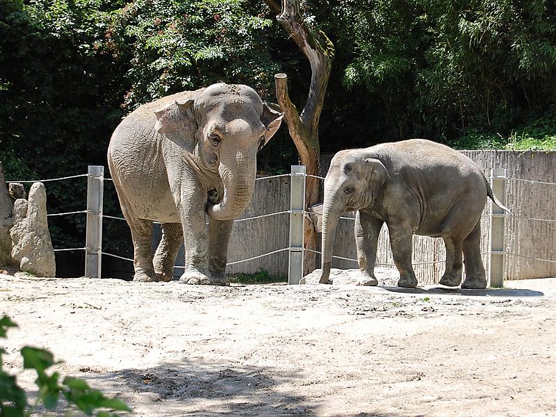 and06.jpg - Zoo Zürich