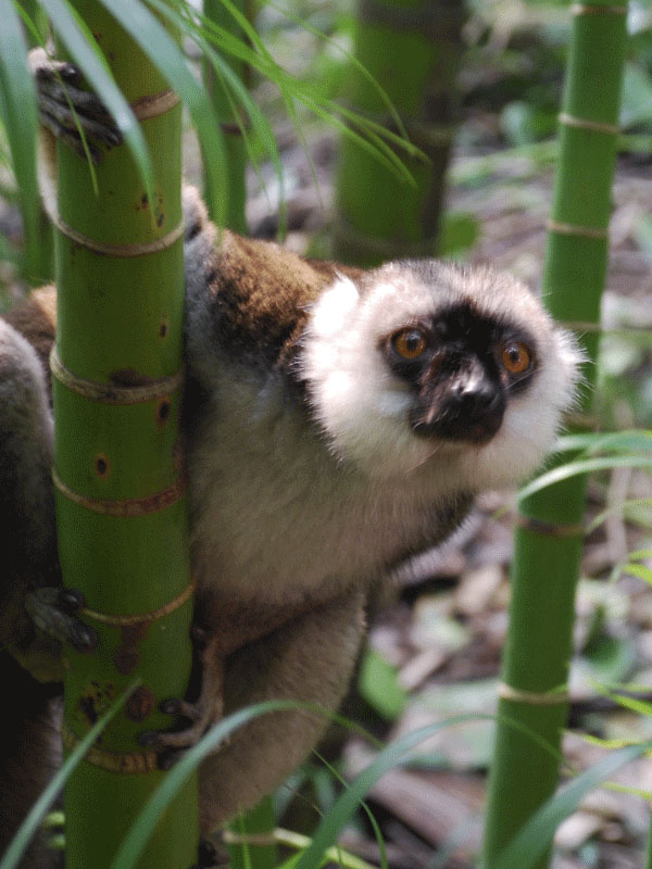 ger17.jpg - Der Diademsifaka eine Primatenart der Lemuren im Zoo Zürich