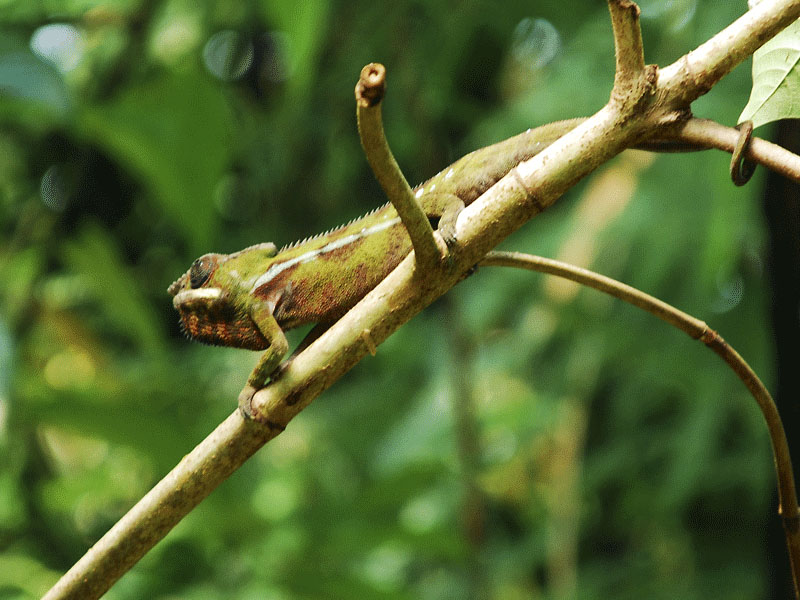 ger18.jpg - Chamäleon im Zoo Zürich